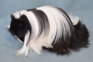 Jillybean Cavies ?
