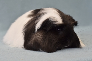 Jillybean Cavies ?